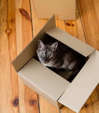Taşınma günü - kedi ve karton kutular