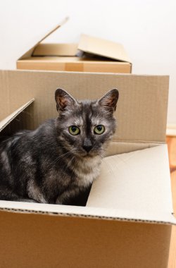 Taşınma günü - kedi ve karton kutular