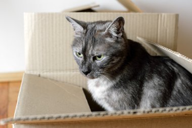 Taşınma günü - kedi ve karton kutular