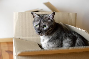 Taşınma günü - kedi ve karton kutular