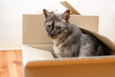 Taşınma günü - kedi ve karton kutular