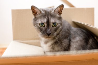 Taşınma günü - kedi ve karton kutular