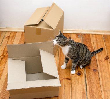 Taşınma günü - kedi ve karton kutular