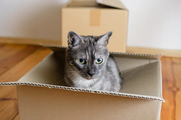 Día en movimiento - cajas de cartón en la habitación — Foto de Stock