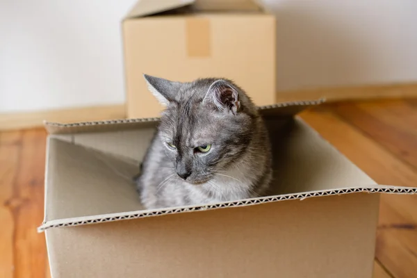 Moving day - cardboard boxes in room