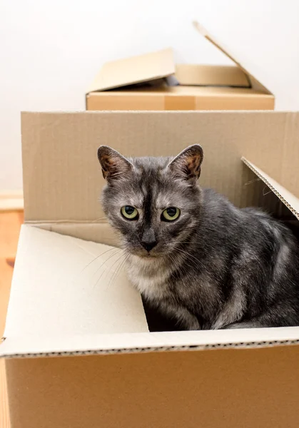 День переезда - кошка и картонные коробки — стоковое фото