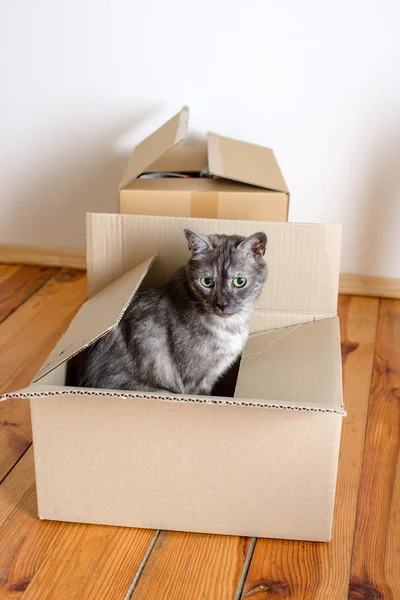 День переезда - кошка и картонные коробки — стоковое фото