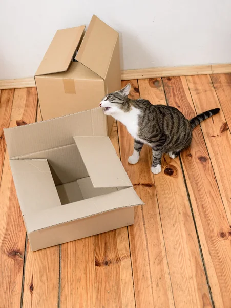 Moving Day - kot i pudełka kartonowe — Zdjęcie stockowe