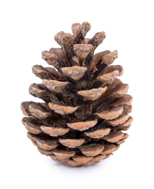 Beyaz arka planda gölge yansıması olan ladin konisi. Beyaz süslemeli Noel kahverengi kozalağı. Yakın çekim..