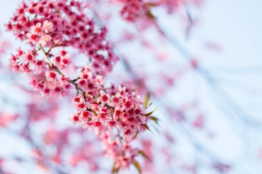 Doğada renkli kiraz çiçekleri