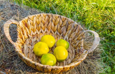 Kasalar ve sepetlerde turunçgiller pazara teslim edilmeye hazır.