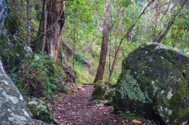 Yağmur ormanı yolu. Tropikal yağmur ormanlarında yürüyüş
