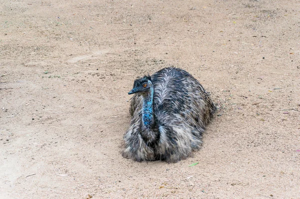Východní Emu sedí na písčité půdě — Stock fotografie