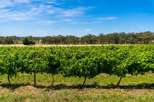 Australian vineyard with rural nature background — Stock Photo, Image