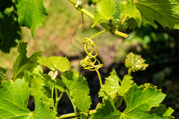 Intertwined grape vine — Stock Photo, Image