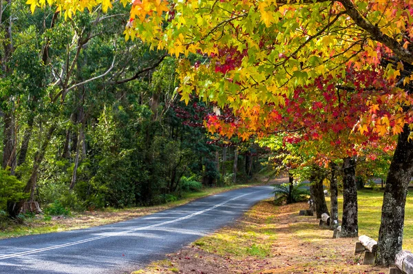 Camino del paisaje otoñal con árboles coloridos — Foto de Stock