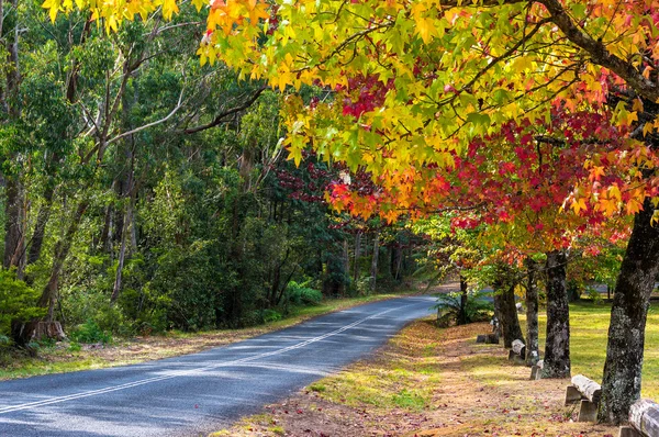 Camino del paisaje otoñal con árboles coloridos — Foto de Stock