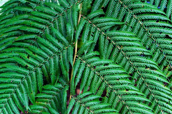 Närbild på gröna fern blad — Stockfoto