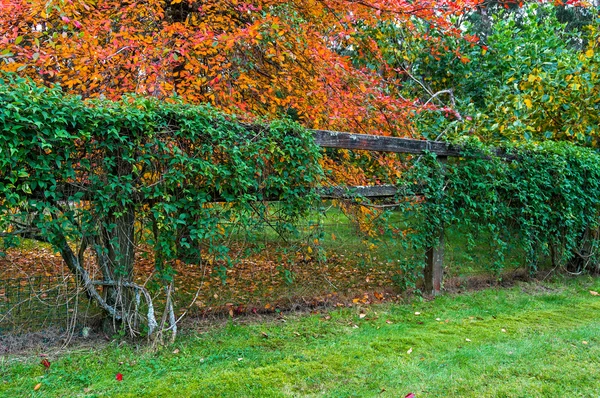 Paisaje campestre otoñal con setos verdes y otoño colorido — Foto de Stock