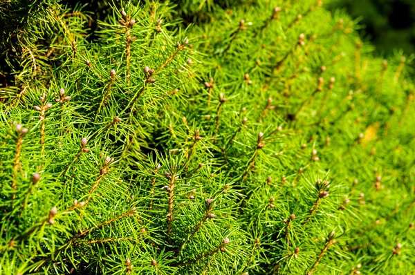 Pine tree close up texture — Stock Photo, Image