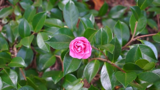 Camellia blomst mod grøn løv baggrund – Stock-video