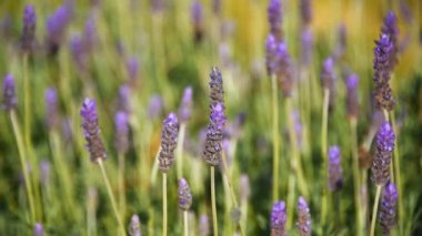 Lavanta çiçek esintiyle sallanan yakın çekim