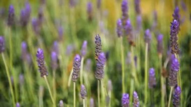 Lavanta çiçekleri kapanıyor