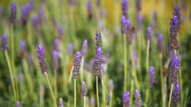 Lavendelblüten aus nächster Nähe — Stockvideo