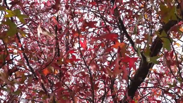 Red maple leaves moving on wind — Stock Video