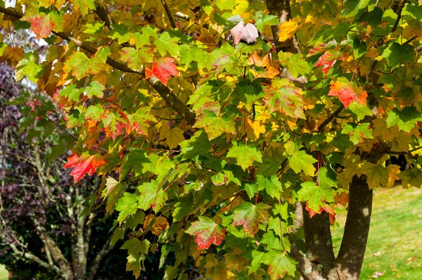 Feuilles d'érable d'automne fond. Texture jaune et rouge du feuillage — Photo