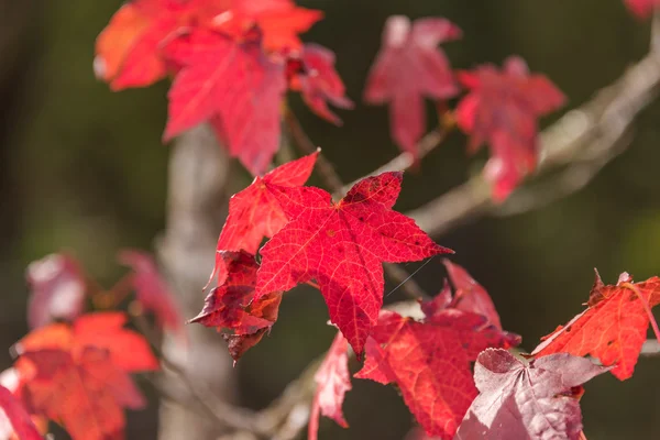 Feuilles d'érable rouge d'automne fond rapproché — Photo