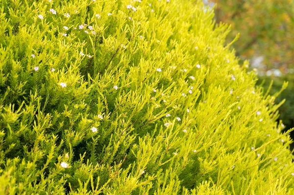 Green bush with small pink flowers close up — Stock Photo, Image