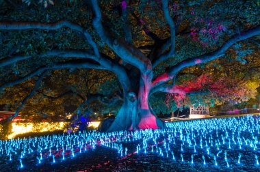 Canlı Sydney, olacak demetleri