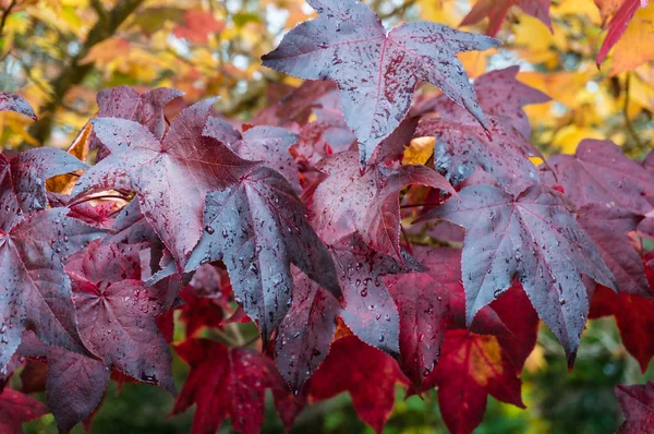 Automne feuilles colorées fond — Photo