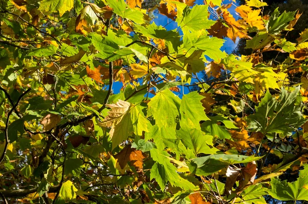 Hojas amarillas de otoño contra el cielo en el fondo. Follaje de otoño — Foto de Stock