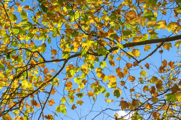 Πολύχρωμα κίτρινα φθινοπωρινά φύλλα κατά ουρανό στο παρασκήνιο. FA — Φωτογραφία Αρχείου