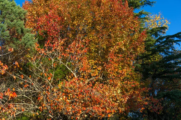 Árbol de otoño con follaje rojo y naranja — Foto de Stock