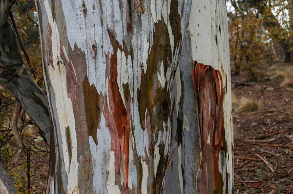 Närbild av eukalyptus träd bålen textur — Stockfoto