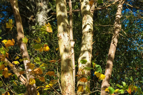 Eukalyptu strom kmeny textury za slunečného dne — Stock fotografie