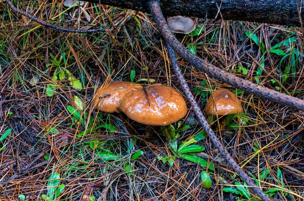 Cogumelo Jack escorregadio na floresta — Fotografia de Stock