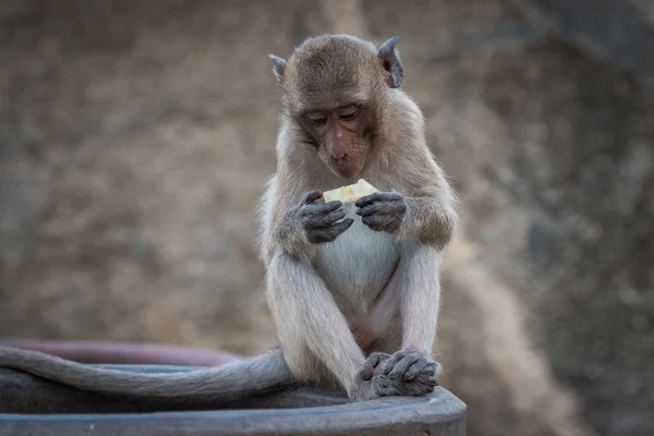 Monkey eating a fruit snack — Stock Photo, Image