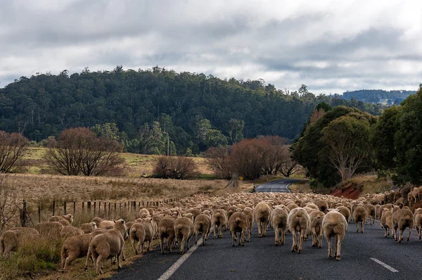 Sheep herd on the road