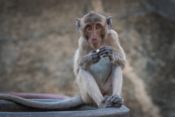 Monkey eating a fruit snack — Stock Photo, Image