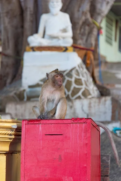Wild monkey with Buddha sculpture on the background — Stock Photo, Image