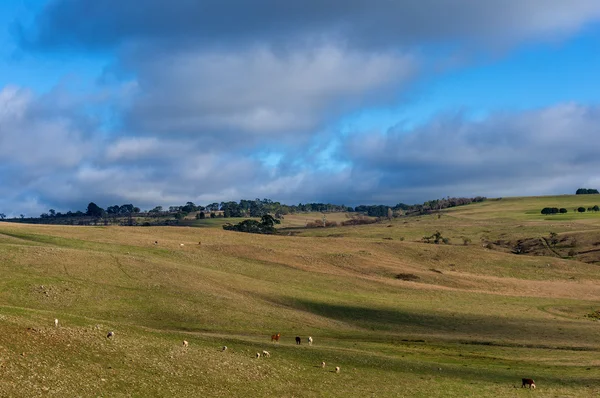 Agrarlandschaft der Rinderkoppel — Stockfoto