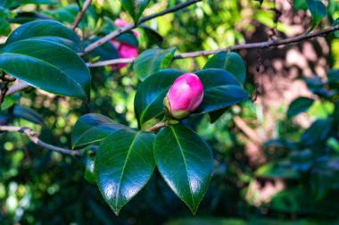 Pembe Kamelya bud arka planda yemyeşil bitki örtüsü ile