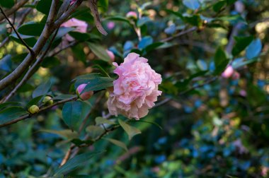 Pembe Kamelya çiçeği yeşil yeşillik bir arka plana dayanır