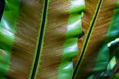 Tropikal arka plan ile seçici odak bırakır.