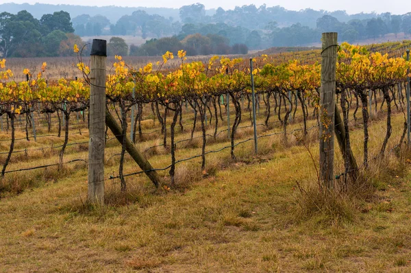 Australian vineyard in winter — Stock Photo, Image