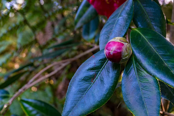 Rosa camellia knopp med frodig grönska i bakgrunden — Stockfoto